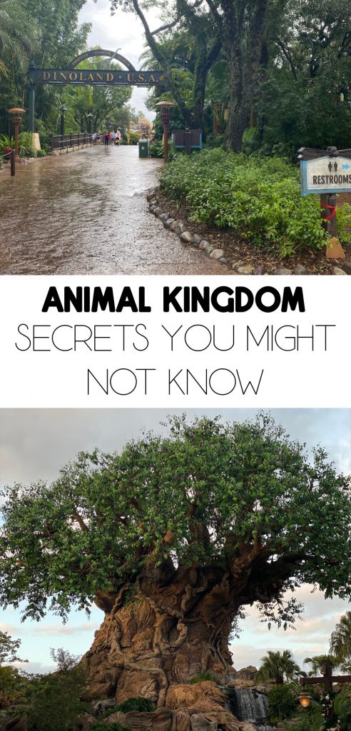 animal kingdom secrets
