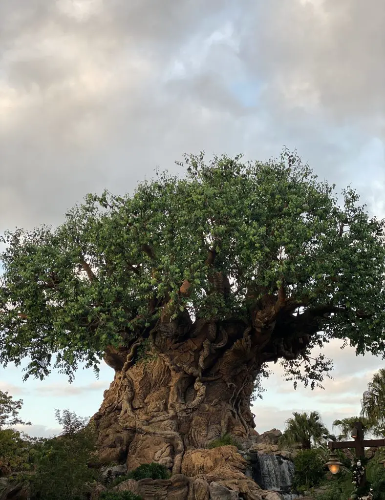 tree of life animal kingdom